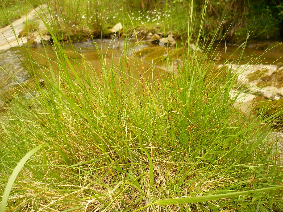 Carex pulicaris (Cyperaceae)